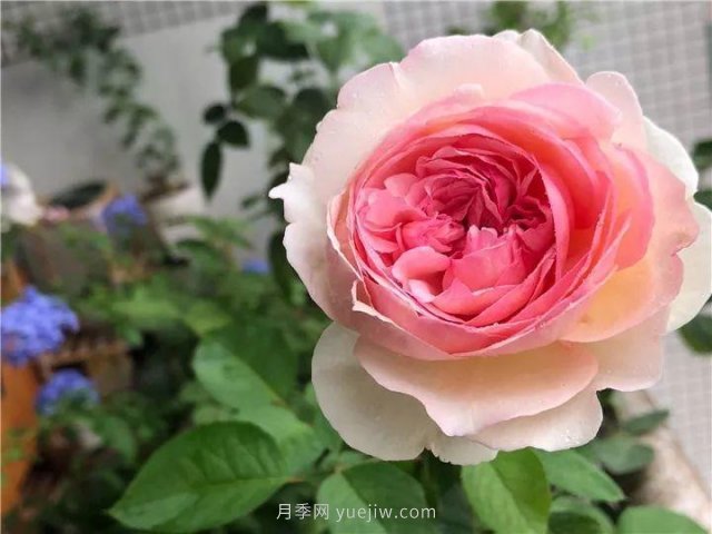夏天隨便養，20個(gè)不怕熱的耐熱月季品種推薦(圖18)