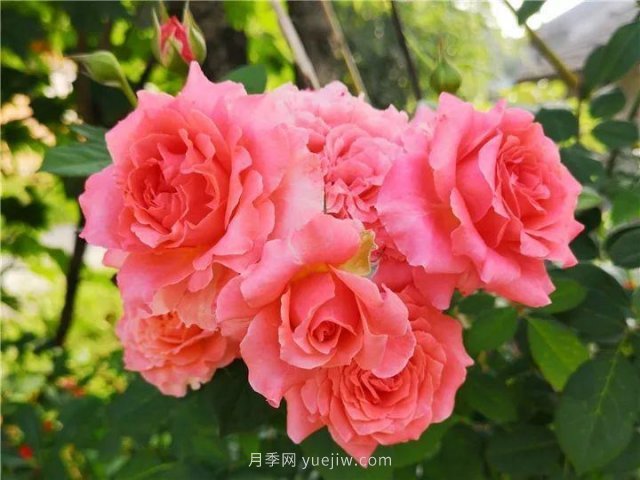 夏天隨便養，20個(gè)不怕熱的耐熱月季品種推薦(圖8)