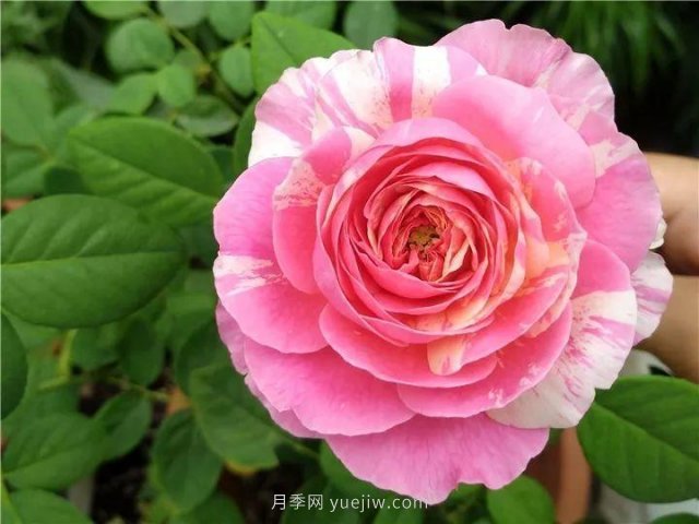 夏天隨便養，20個(gè)不怕熱的耐熱月季品種推薦(圖3)