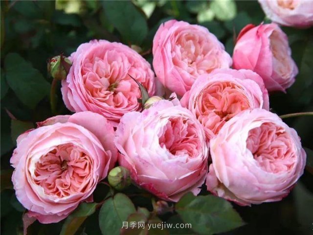 夏天隨便養，20個(gè)不怕熱的耐熱月季品種推薦(圖17)