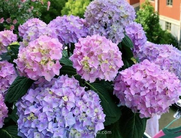 繡球花的全面養護教程(圖1)