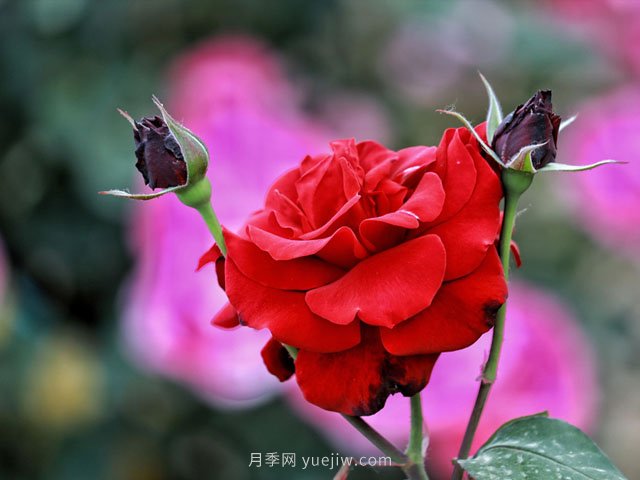 植物設計師必須懂得景觀(guān)空間尺度設計，(圖1)