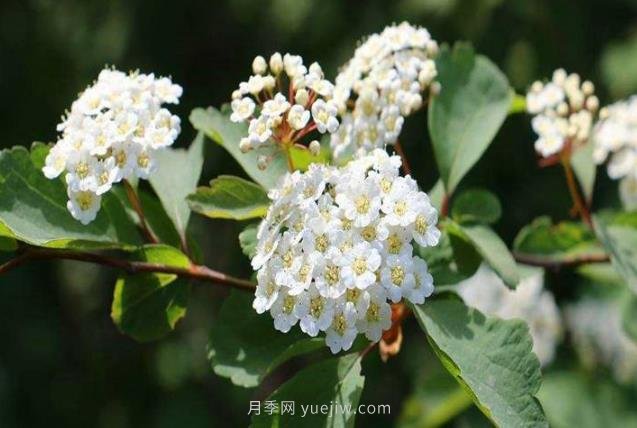 北方常見(jiàn)的16種護坡植物(圖1)