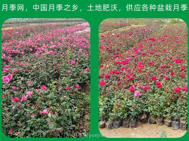 南陽(yáng)苗木種植應該注意那些？(圖1)