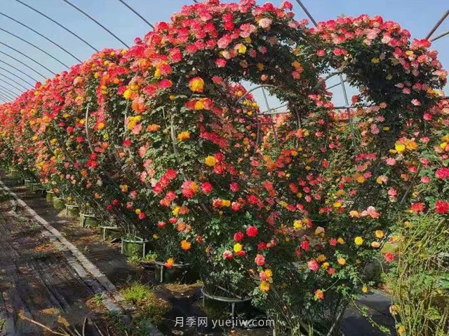 綠化苗木越大越好賣(mài)？是這樣嗎？(圖1)