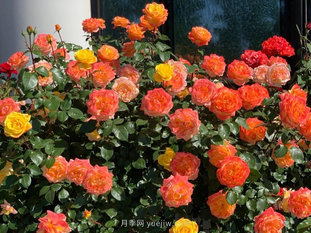 從植物景觀(guān)應用來(lái)看花木苗圃基地的生產(chǎn)(圖1)