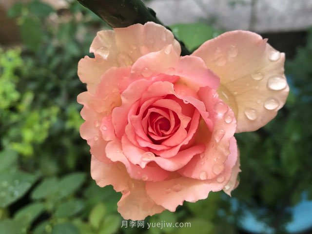 藤本月季強烈推薦羅衣，顏美而且濃香(圖1)
