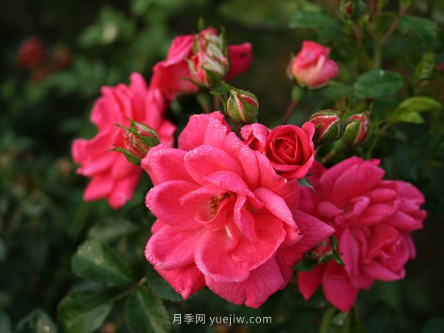 花卉苗木的四季養護要點(diǎn)(圖1)