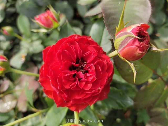 新手月季花友買(mǎi)什么品種？給大家分享5種經(jīng)典品種(圖3)