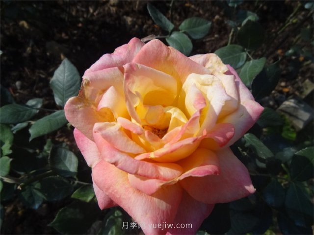 農村創(chuàng  )業(yè)九死一生，為什么那么難？(圖1)
