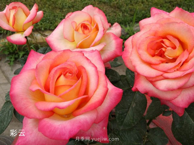 愛(ài)不起來(lái)的4種花卉，包含月季，缺點(diǎn)多于優(yōu)點(diǎn)(圖1)
