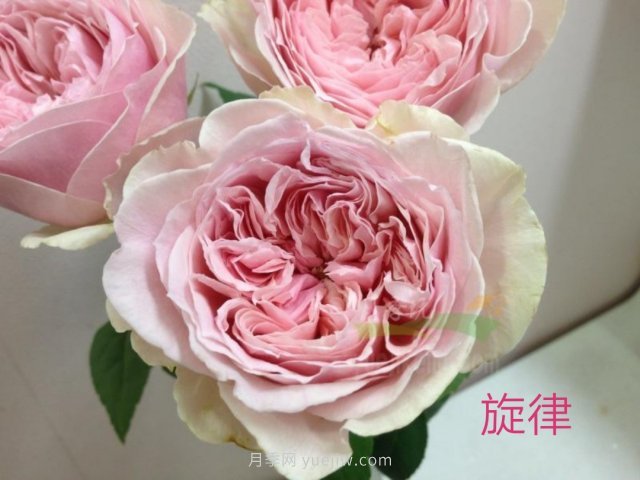 花型漂亮，8個(gè)友禪系列月季推薦(圖3)