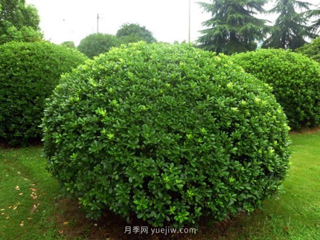 海桐球栽培養護管理方法(圖1)