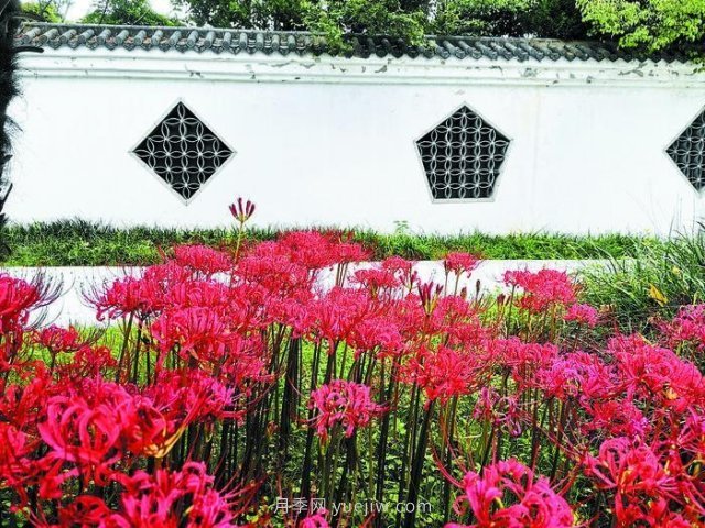 充滿(mǎn)故事的彼岸花在合肥植物園絢爛綻放(圖1)