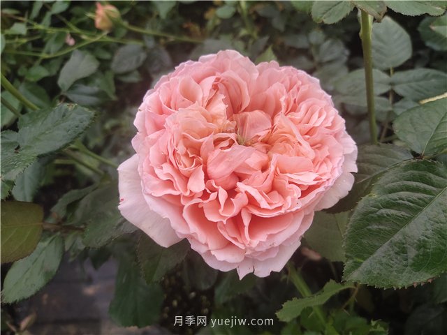 推薦3個(gè)月季品種優(yōu)缺點(diǎn)，不容錯過(guò)的珍品月季(圖2)