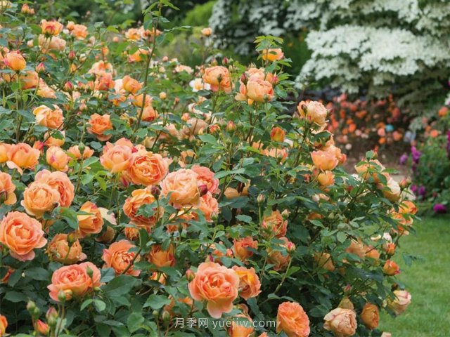 推薦3種爬藤月季，花園里輕松打造漂亮花墻(圖3)