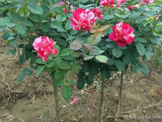 小高桿月季移植必須要帶土球嗎？(圖1)