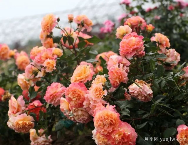 養盆栽月季想多開(kāi)花，除了土壤選對，施肥也很重要(圖1)