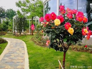 嫁接樹(shù)狀月季？4種常見(jiàn)的適合做月季樹(shù)的砧木