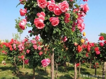 大花樹(shù)狀月季的嫁接步驟，山東月季基地分享