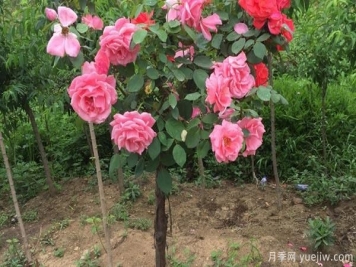 養月季花關(guān)于養殖中的注意知識，月季基地來(lái)整理
