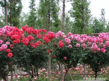 樹(shù)狀月季城市中廣泛應用，打造美好環(huán)境
