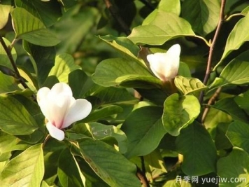 玉蘭樹(shù)應該怎么才能防治病蟲(chóng)害？