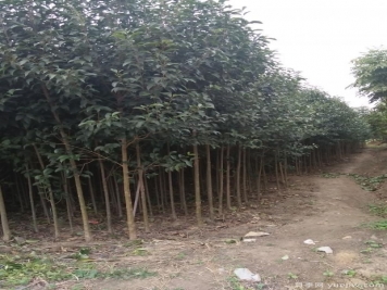 大葉女貞在種植過(guò)程中存在的缺點(diǎn)