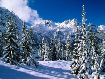 雪松的耐寒能力怎么樣？容易凍傷嗎？