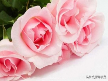 粉色玫瑰代表什么意思呀？