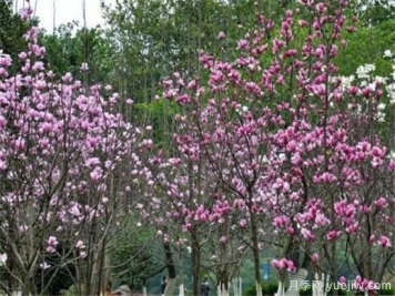 紫玉蘭繁殖方法，紫玉蘭的種植和管理技術(shù)