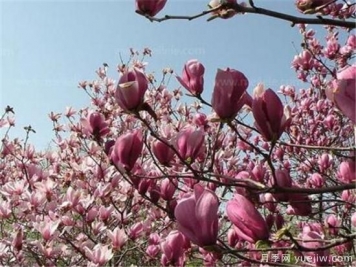 紫玉蘭種子多少錢(qián)一斤？紫玉蘭播種方法