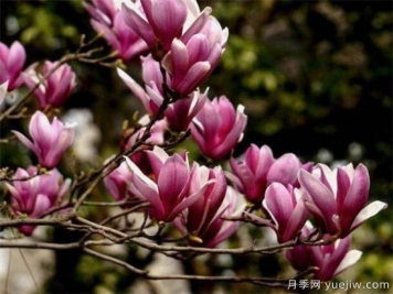 紫玉蘭小苗多少錢(qián)一棵？南陽(yáng)2、3、4公分紫玉蘭價(jià)格表