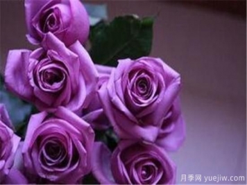 紫色玫瑰代表什么 紫玫瑰花期花語(yǔ)