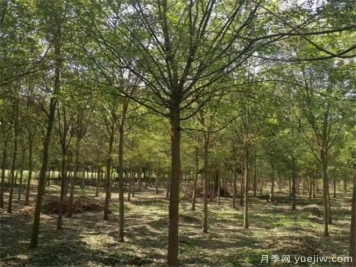 一級標準的南陽(yáng)國槐樹(shù)是如何培育的
