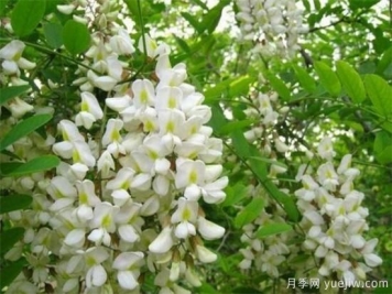 槐花是國槐開(kāi)的花嗎？能不能吃？