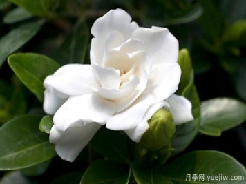 梔子花的花語(yǔ)，梔子花圖片大全