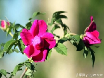 刺玫瑰花怎么養殖