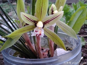 常見(jiàn)的蘭花品種種類(lèi)及圖片