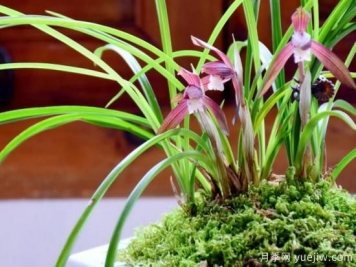 蘭花發(fā)芽的生長(cháng)因素，要嚴格把控4個(gè)方面