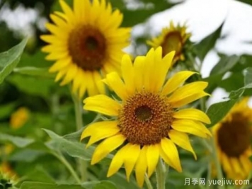 5種鮮花的花語(yǔ)