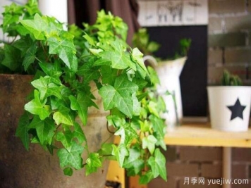 常春藤有哪些常見(jiàn)品種？常春藤品種圖片大全