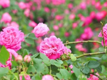 家里種玫瑰花好嗎？玫瑰花的風(fēng)水忌諱