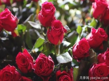 批發(fā)玫瑰花多少錢(qián)一朵？批發(fā)價(jià)格2元/朵