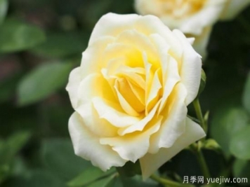 不同顏色玫瑰花的含義