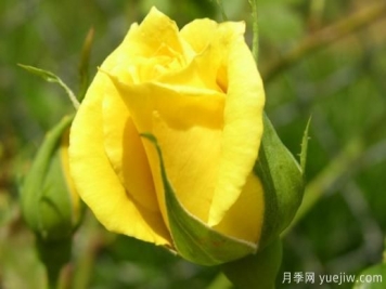 黃玫瑰有哪些花語(yǔ)
