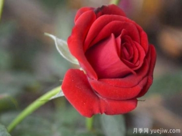 11朵紅玫瑰花有什么含義