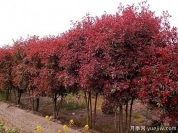 如何防止紅葉石楠樹(shù)枯死？