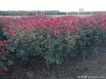 紅葉石楠適應有機化肥嗎？