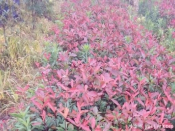 微電商下的紅葉石楠苗木營(yíng)銷(xiāo)方法